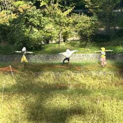 Scarecrows in a yard before we went up the building