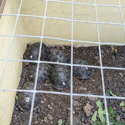 Babt tortoises in the nursery