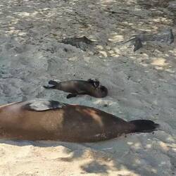 Baby sea lion!