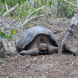 A giant tortoise in the hatchery