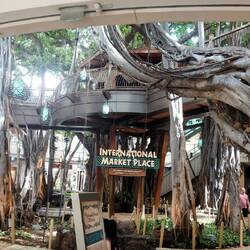 Mitten in der Mall, bzw. ich schätze, der Baum war wohl zuerst da 😀