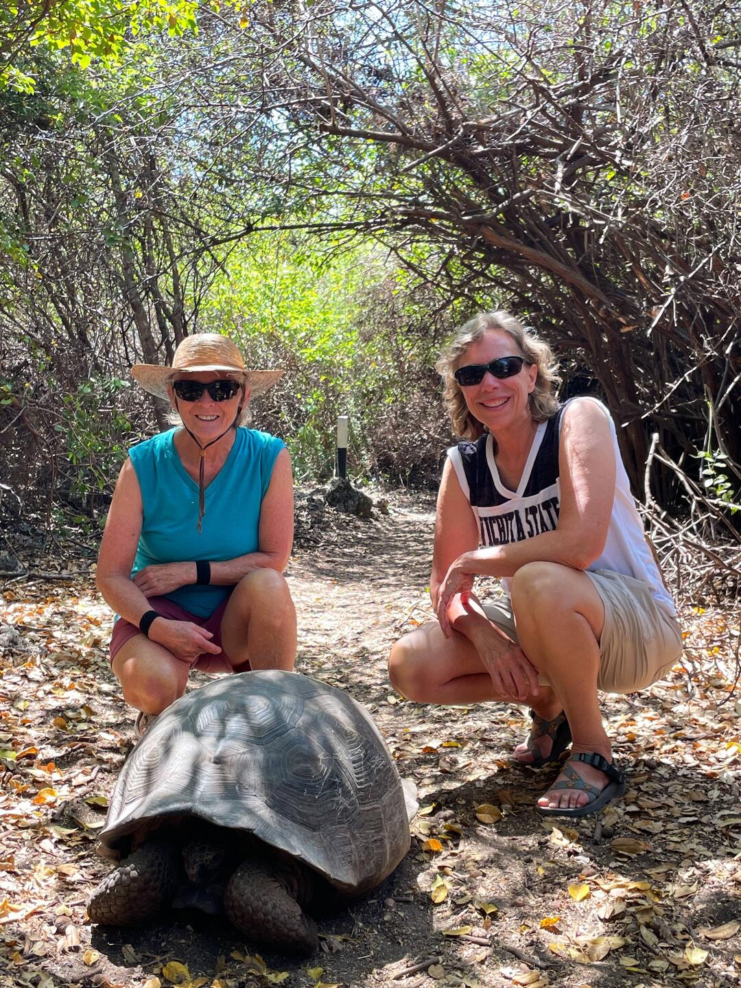 Giant tortoise on Isabella