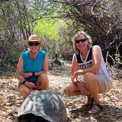 Giant tortoise on Isabella