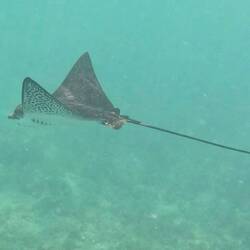 Juvenile eagle ray