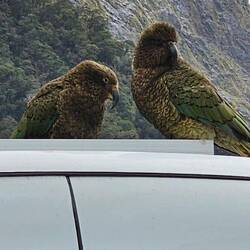 Keas