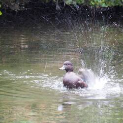Die Blue Duck beim putzen
