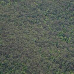 Sieht aus wie Brokkoli 🥦😅
