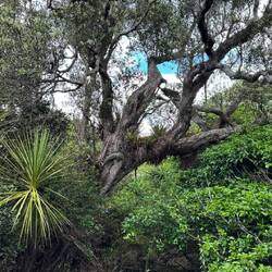 Tawharanui Regional Park