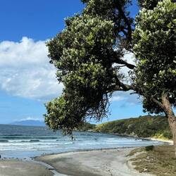 Tawharanui Regional Park