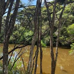 Tawharanui Regional Park