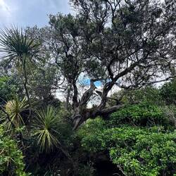 Tawharanui Regional Park