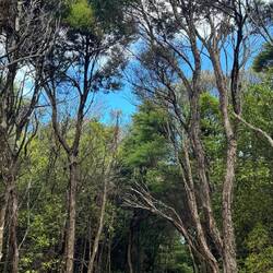 Tawharanui Regional Park