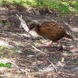 Wekahuhn oder Waldhuhn. Auch Maori-Henne