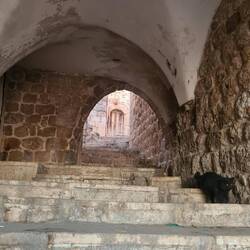 Alleys and cats