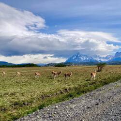 Des guanacos