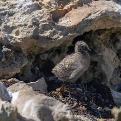 Silver Gull chick
