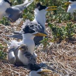 Greater Crested Tern and Chick