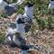 Greater Crested Tern and Chick