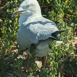 Silver Gull and her egg