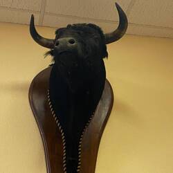 Es wurde immer 1-2 Ohren von dem bekämpften Stier abgeschnitten, als Trophäe für die Kämpfer.