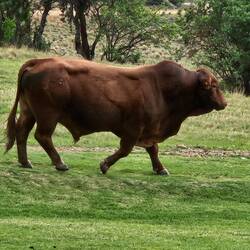 de Herr Stier hett sini Fraue gsuecht