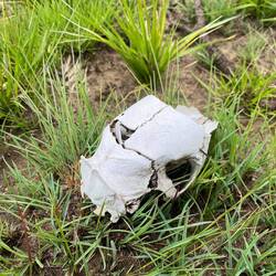 Schädel einer kleinen Antilopenart