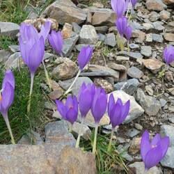 De lilla Høst-tidløs blomster, som vi genser hvert eneste efterår hernede