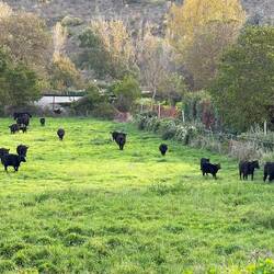 Q's! Von denen kommt die dunkle Schokolade.
