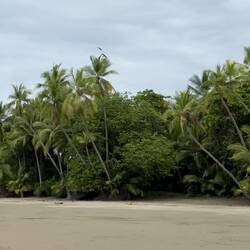 Das sind Aras ... nicht gut zu sehen, aber ich wollte sie nicht unnötig aufschrecken.