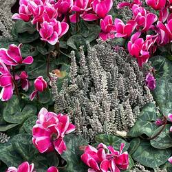 Fabulous flowers in Helsinki