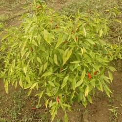 Und Chilli