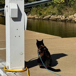 Dock cat