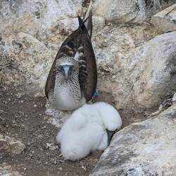 Blue footed booby and its chick