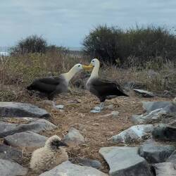 A bonded Albatross pair and their chick