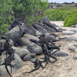So many marine iguanas!
