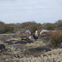 An Albatross showing off its wings