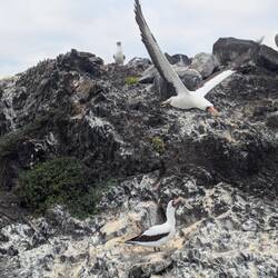 Nazca boobys