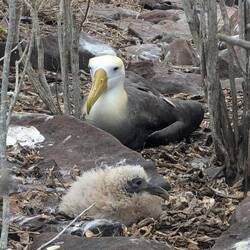 An Albatross and its chick