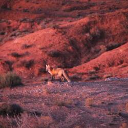 Zwar unscharf, aber erkennbar