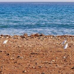 Seidenreiher am Strand