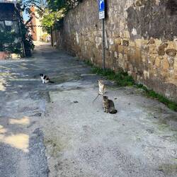 Not only do you have to dodge cars but there are cats everywhere