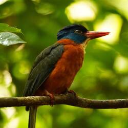 Kingfisher