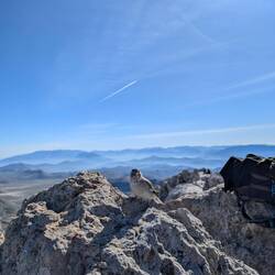 Die si hie u ziemlech handzahm😉