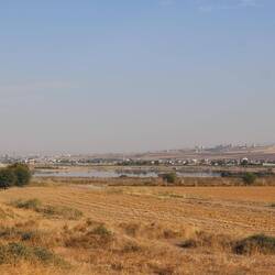 Tigris