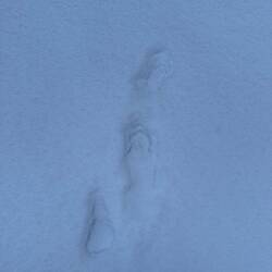 Tierspur, denke menschliche Gazelle