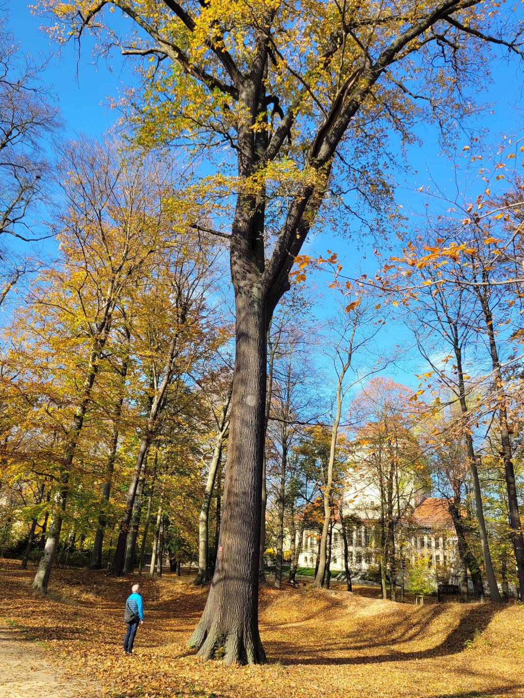 Stiel-Eiche im Stadtpark