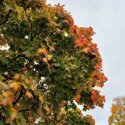 Herrlich, diese Blätterfärbung