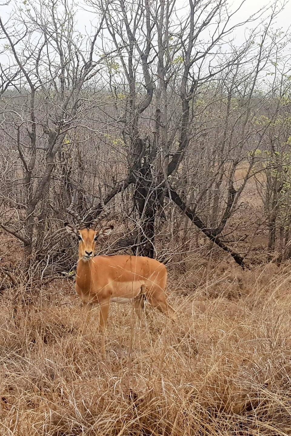 Impala