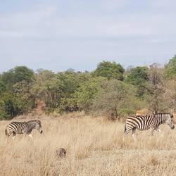 Obwohl man im Nationalpark nicht zu Fuß unterwegs sein darf, gibt es viele Zebrastreifen