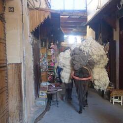 Autos dürfen in der Medina nicht fahren - daher müssen Pferde ran